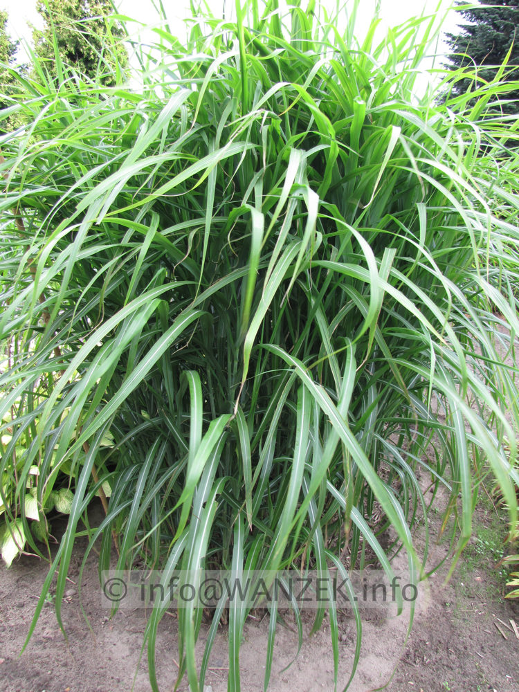 Miscanthus sinensis Condensatus 05.JPG